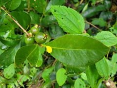 Psidium