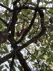 Piranga rubra