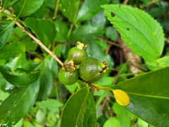 Psidium
