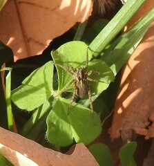 Alopecosa albofasciata