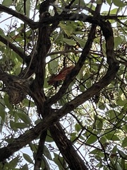 Piranga rubra