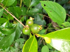 Psidium