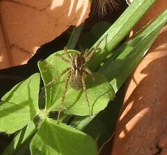 Alopecosa albofasciata
