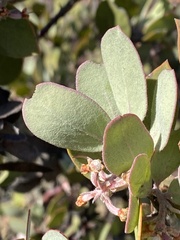 Arctostaphylos canescens