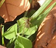 Alopecosa albofasciata