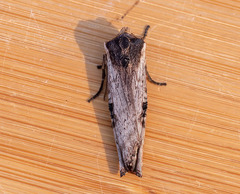 Xylena thoracica