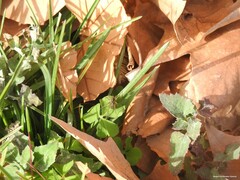 Alopecosa albofasciata
