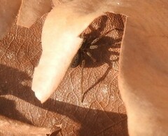 Alopecosa albofasciata