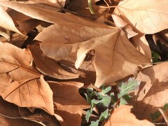 Alopecosa albofasciata