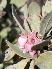Arctostaphylos canescens