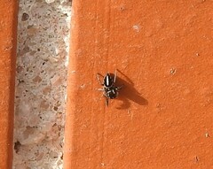 Pellenes