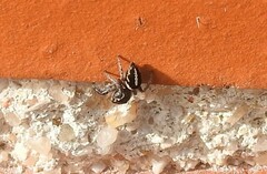 Pellenes