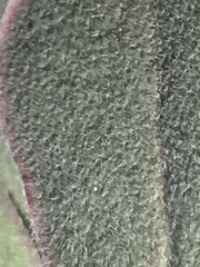 Arctostaphylos canescens