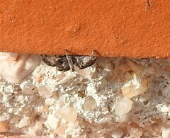 Pellenes