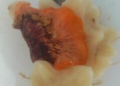 Watersipora subtorquata