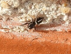Pellenes
