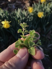 Veronica hederifolia-sublobata-triloba