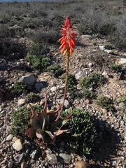 Aloe microstigma