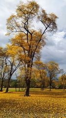 Handroanthus
