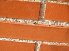 Pellenes