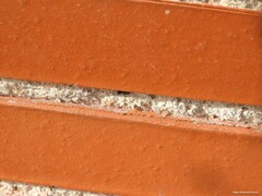 Pellenes