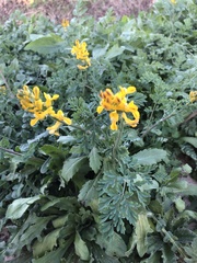 Corydalis aurea