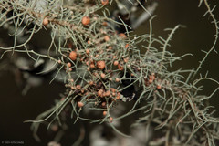 Biatoropsis usnearum