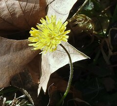 Crepis bursifolia