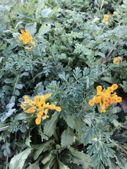 Corydalis aurea