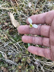 Galanthus elwesii