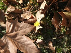 Crepis bursifolia