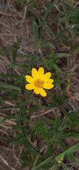 Aspilia montevidensis