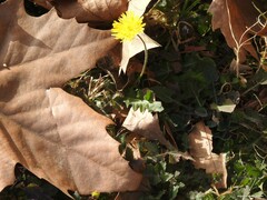 Crepis bursifolia