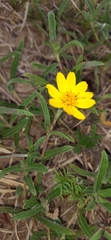 Aspilia montevidensis