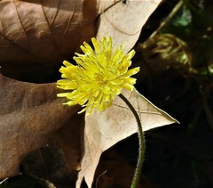 Crepis bursifolia