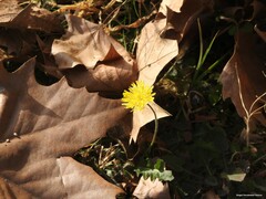Crepis bursifolia