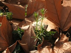 Galium aparine