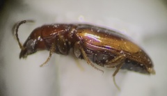 Elaphropus anceps
