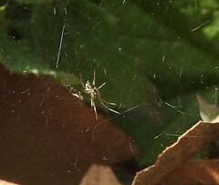 Frontinellina frutetorum