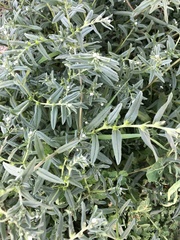 Buglossoides arvensis