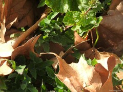 Lamium amplexicaule