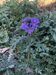 Verbena pulchella