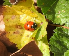 Coccinella septempunctata