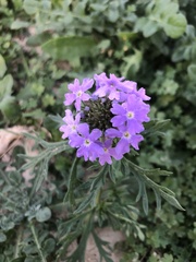 Verbena pulchella