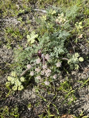 Lomatium dasycarpum