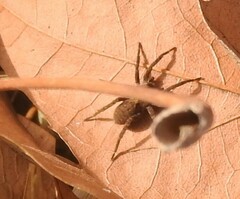 Alopecosa albofasciata