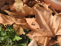Alopecosa albofasciata