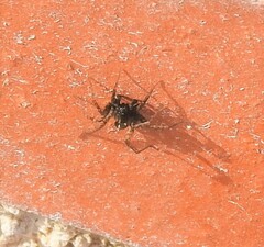 Lycosidae
