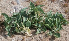Asclepias nyctaginifolia