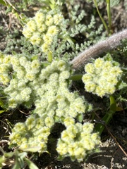 Lomatium dasycarpum